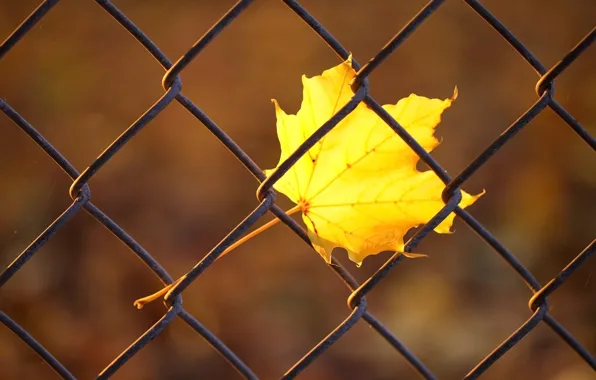 Картинка осень, макро, желтый, лист, сетка, забор, прутья