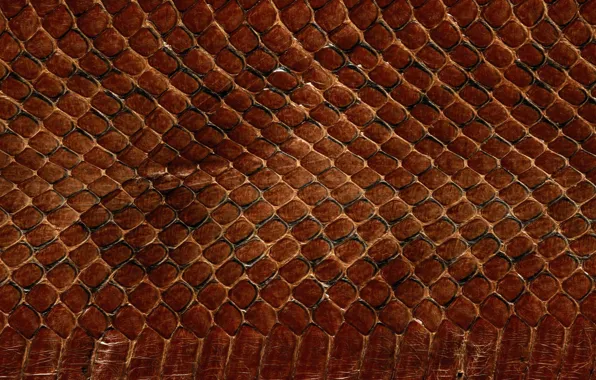 Картинка текстура, кожа, animal texture, фон на рабочий, чешуя змеи