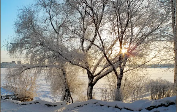 Картинка зима, солнце, лучи, снег, деревья, ветки, утро