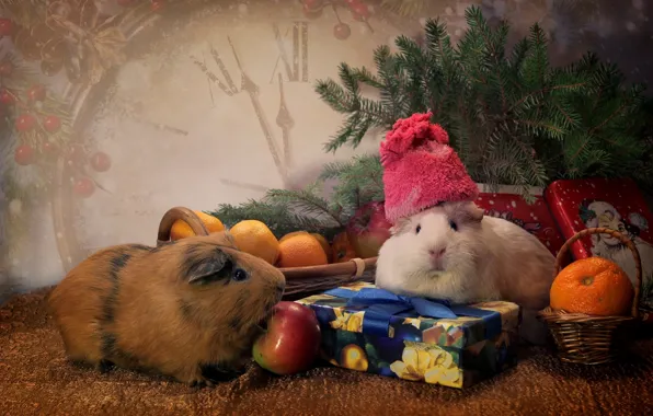 Животные, шапка, игрушки, часы, ель, подарки, мандарины, морские свинки
