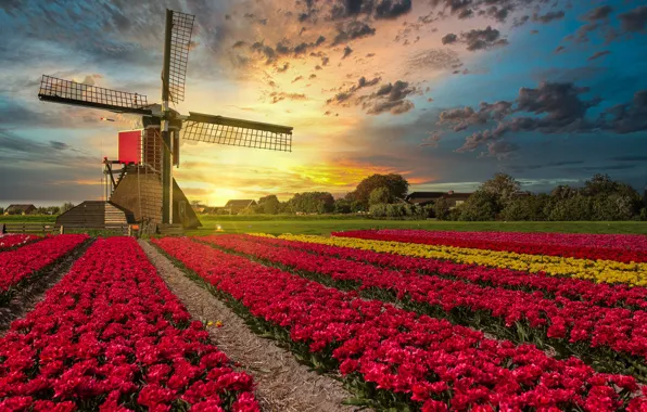 Поле, закат, цветы, мельница, тюльпаны, Нидерланды, плантация