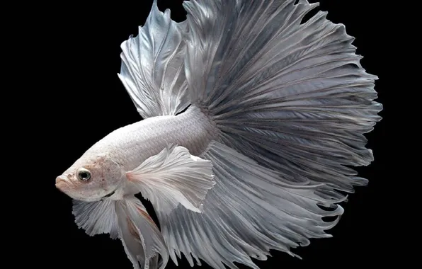 Картинка Animal, Betta, Siamese Fighting Fish