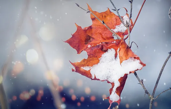 Осень, листья, природа