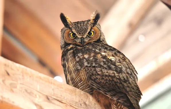 Фон, сова, птица