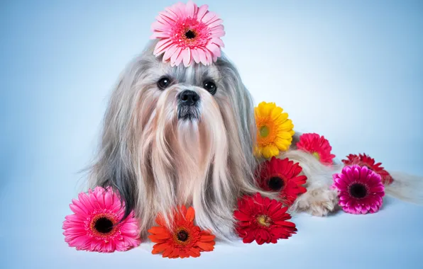 Цветы, собака, герберы, Dogs, ши-тцу, Gerberas