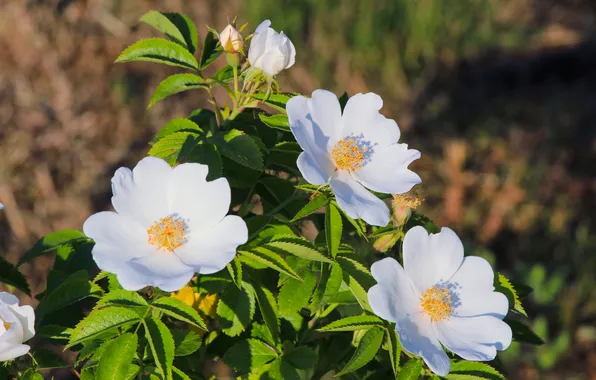 White, flower, blooming