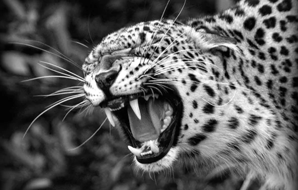 Leopard, predator, animal, big cat