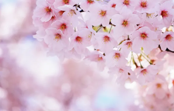 Картинка цветы, природа, вишня, весна, лепестки, сакура, цветение, sakura