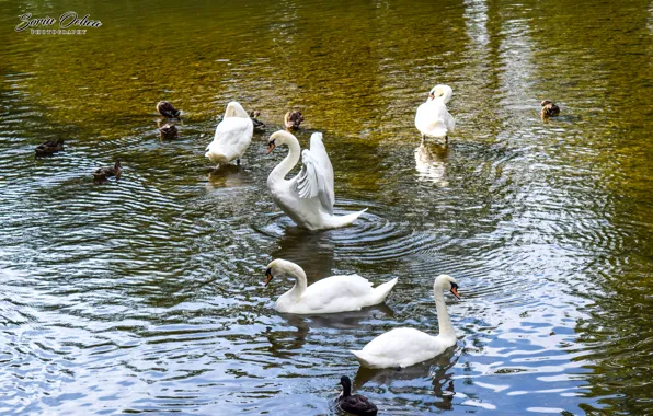 Nature, Birds, Water, Lake, Swan, Animals, Sorin Ochea Photohraphy, Lebada