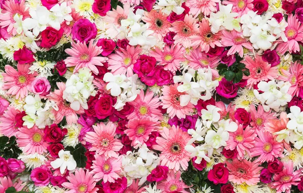 Картинка цветы, фон, розы, розовые, бутоны, хризантемы, pink, flowers