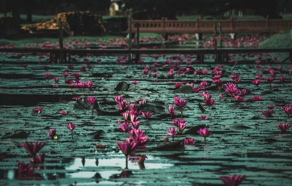 Картинка water lilies, лилии, вода