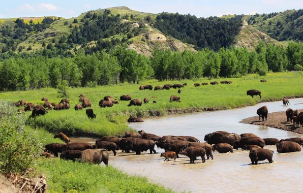 Картинка usa, animal, wildlife, American bison, crossing a river