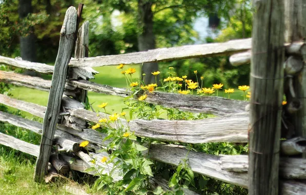 Картинка лето, цветы, забор