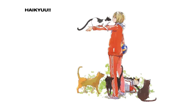 Кошки, мяч, белый фон, парень, сумка, спортивная форма, Haikyuu!!, Волейбол!