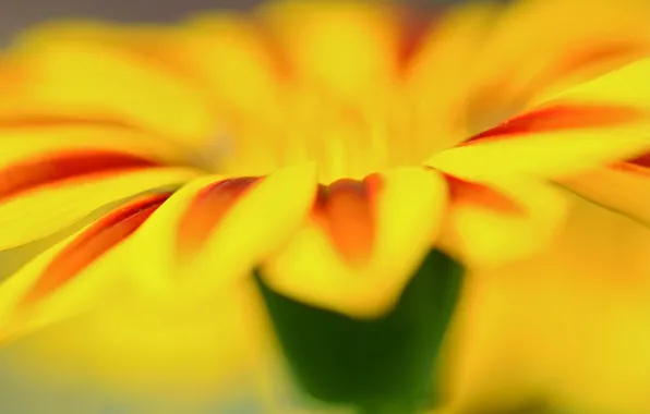 Картинка цветок, макро, цветы, желтый, фон, widescreen, обои, лепесток