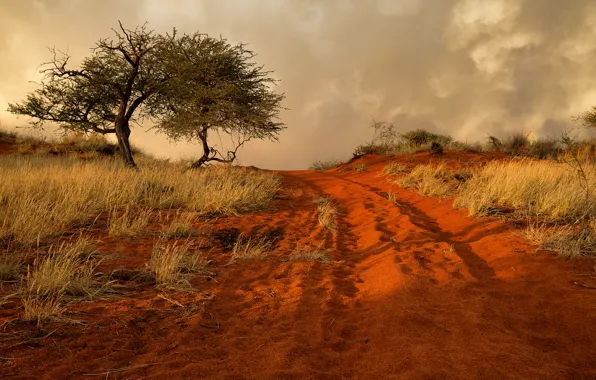 Дорога, песок, трава, дерево, холмы, Африка, Намибия