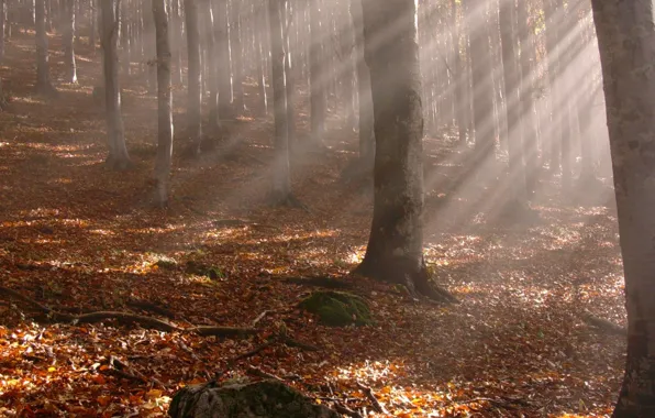 Картинка осень, лес, листья, лучи, деревья, ветки, желтые опавшие листья, стволы
