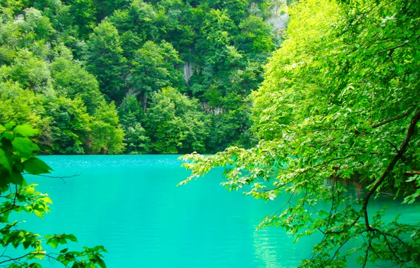 Картинка зелень, лето, листья, вода, деревья, ветки, природа, озеро