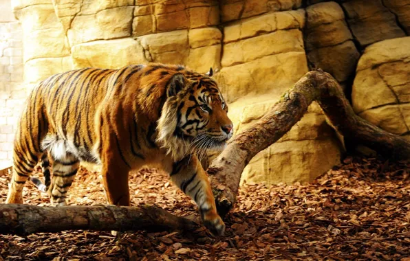 Nature, tiger, beautiful, predator, beauty, animal, fang, leaf