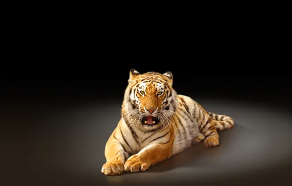 Картинка тигр, хищник, черный фон, большая кошка, амурский тигр