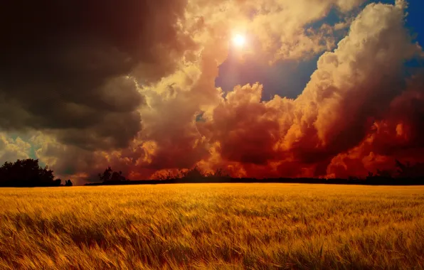 Картинка пшеница, поле, небо, солнце, деревья, закат, тучи