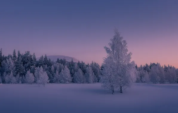 Картинка зима, иней, снег, деревья, закат, Финляндия, Finland, Lapland