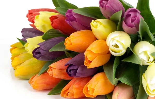 Картинка цветок, цветы, природа, тюльпан, букет, весна, тюльпаны, красивые
