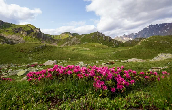 Цветы, горы, Италия, рододендрон