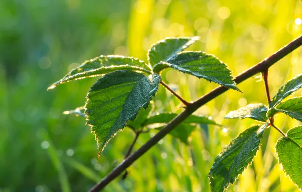 Leafs, plant, twig