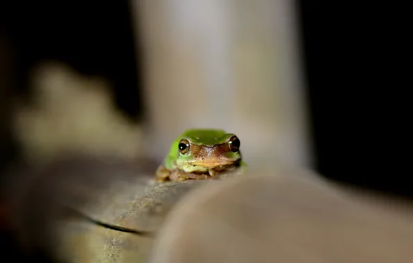 Глаза, лягушка, зеленая, смотрит