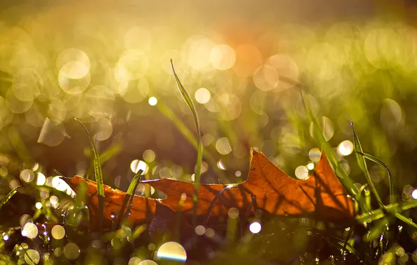 Картинка осень, трава, капли, макро, лист, блики