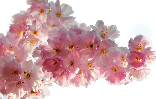 Макро, цветы, ветки, вишня, красота, весна, лепестки, сакура