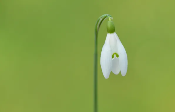 Белый, цветок, зеленый, green, лепестки, стебель, white, flower
