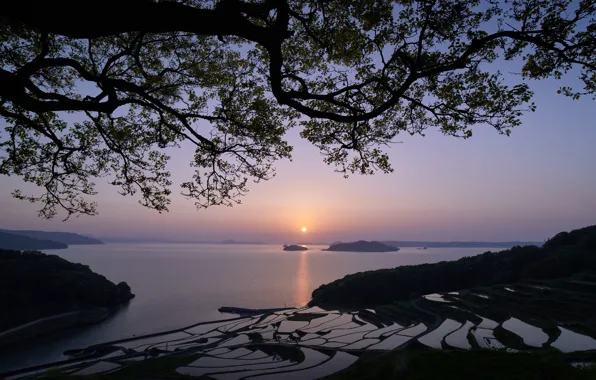 Картинка море, острова, закат, ветки, дерево, Япония, Japan, рисовые террасы