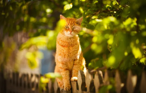 Картинка кот, взгляд, забор, рыжий, боке, котейка, Виктория Герасименко