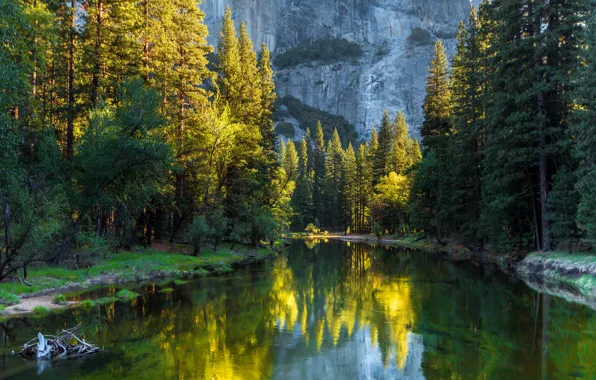 Картинка лес, деревья, горы, река, Калифорния, США, Yosemite National Park