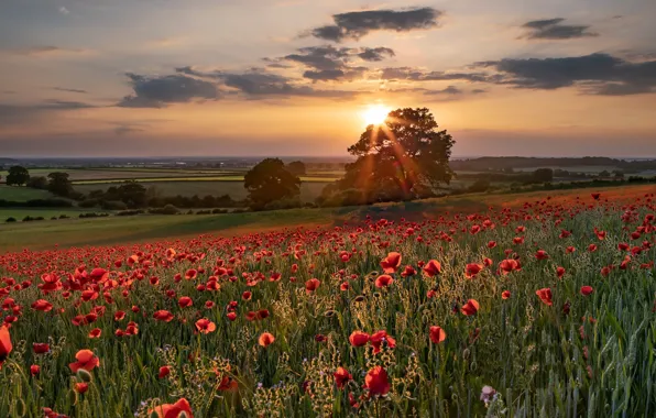 Картинка лето, закат, маки