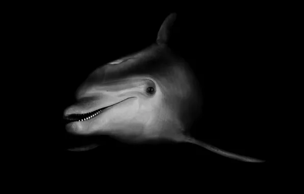 Картинка дельфин, черно-белый