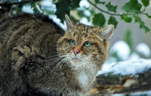 Зима, кот, взгляд, листья, снег, портрет, ветка, весна