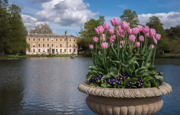 Вода, цветы, озеро, Англия, Лондон, тюльпаны, London, England