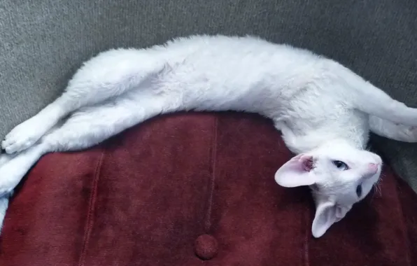 Кошка, белая, голубоглазая, корниш-рекс