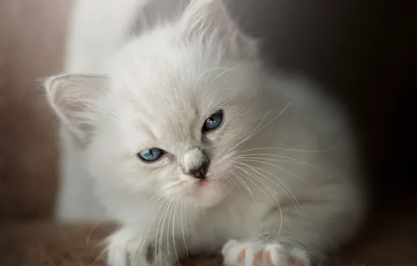 Кошка, взгляд, поза, котенок, фон, портрет, малыш, лежит