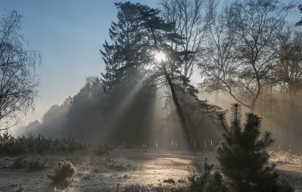 Картинка лес, лучи, туман, сосна