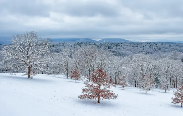 Картинка зима, снег, природа