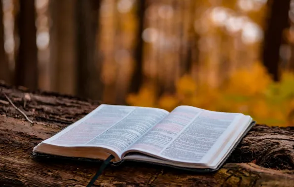 Love, Wood, Tree, Autumn, Christian, God, Bible, Jesus