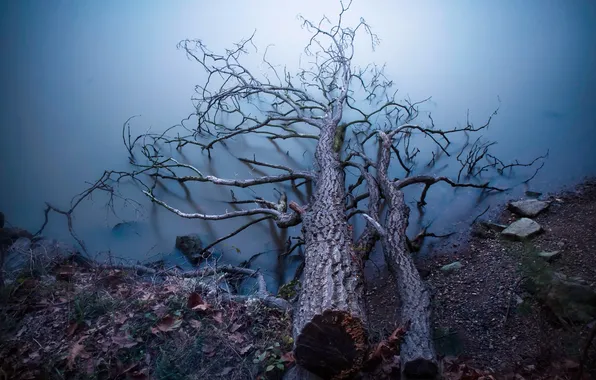 Картинка вода, природа, дерево