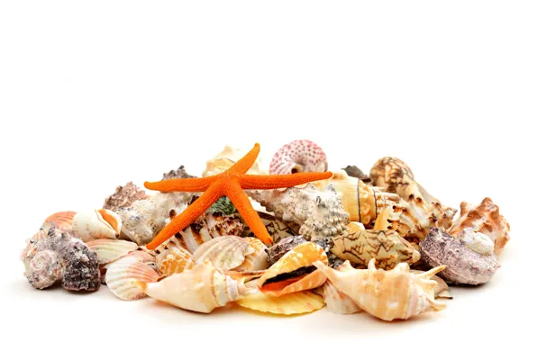 Фон, ракушки, морская звезда