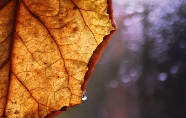 Картинка осень, лист, фон