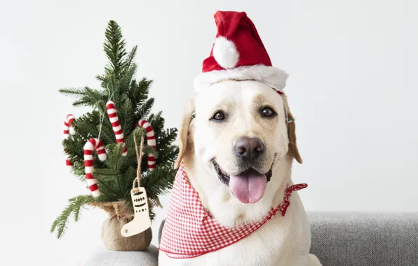 Собака, Новый Год, Рождество, щенок, санта, лабрадор, Christmas, puppy