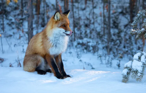 Картинка зима, лес, снег, лиса, рыжая, Татьяна Борисова